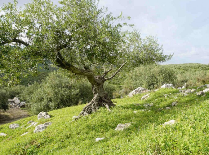 030_Lernidee Reisen - Schoene Aussichten Touristik_Olivenbaum_lvb_DSC02629